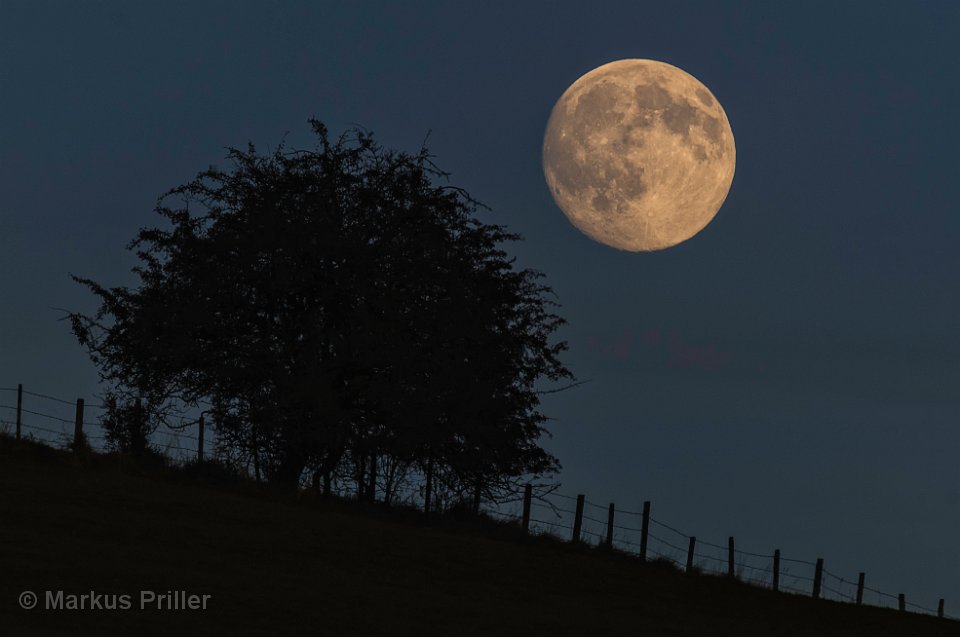 Mond und Baum 1